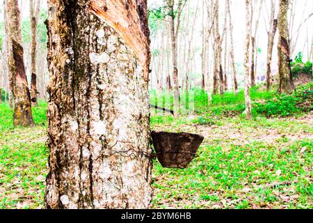 Frisches milchiges Latex aus para-Kautschuk-Baum in eine Holzschale extrahiert Stockfoto