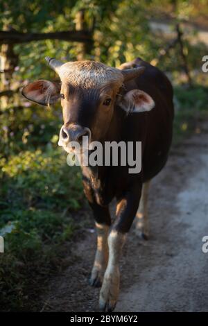 Mithun, Bos frontalis, Staatstiere von Nagaland, Nagaland, Indien Stockfoto