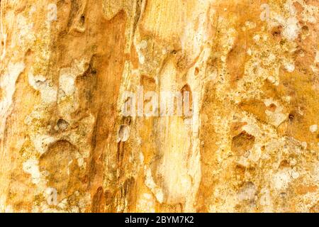 Holzstruktur Hintergrund und Rinde in der Natur bedeckt Stockfoto