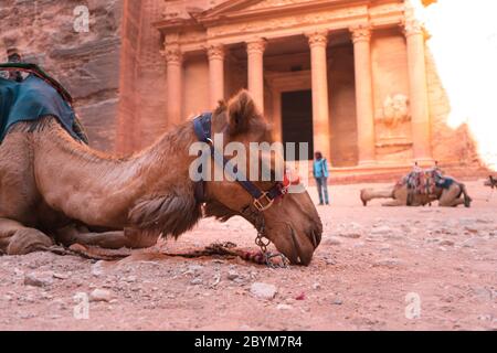 Beduinen Kamel ruht in der Nähe der Schatzkammer Al Khazneh in den Felsen bei Petra, Jordanien geschnitzt. Petra ist eines der Neuen Sieben Weltwunder Stockfoto