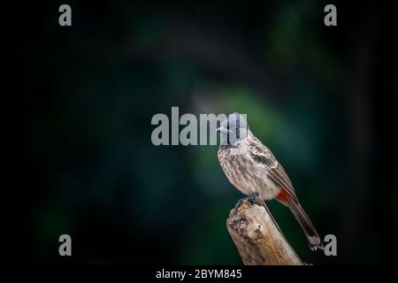 Rot belüftete Bulbul, Pycnonotus cafer, Hampi, Karnataka, Indien Stockfoto