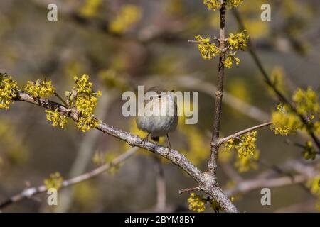 Chiffchaff; Phylloscopus collybita; über Cornus Mas 'Golden Glory'; Großbritannien Stockfoto