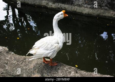 Portrait weiße Gans Entspannen Sie sich am Wasser Stockfoto