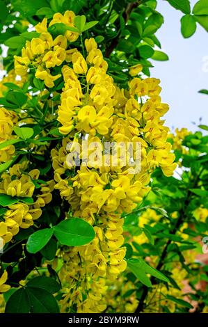 Laburnum anagyroides gelbe Blüten. Blühende gelbe Akazie mit Blättern auf grünem Hintergrund. Akazienblüten auf langen Ast. Nahaufnahme, selektiver Fokus Stockfoto