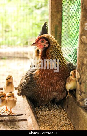 Nahaufnahme einer Henne und Schutz für die kleinen Küken Stockfoto