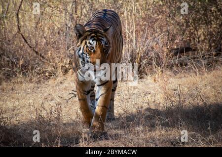 Royal Bengal Tiger, Panthera tigris, Arrowhead, Ranthambhore Tiger Reserve, Rajasthan, Indien Stockfoto