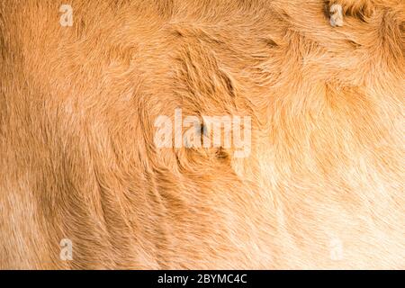 Braun Kuh Haut Textur Muster Hintergrund, asien thai Landwirtschaft Stockfoto