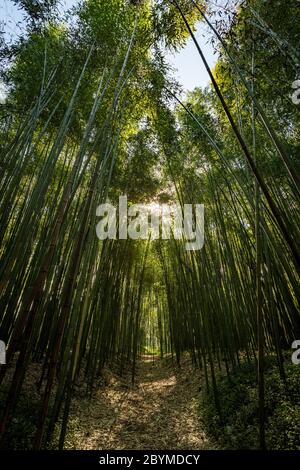 Bambus grünen Wald in Coimbra, Portugal Stockfoto