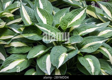 Hosta Risky Business Hostas Stockfoto