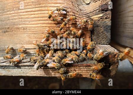 26.03.2019, Dubai, , Vereinigte Arabische Emirate - Bienen am Eingang ihres Bienenstocks. 00S190326D191CAROEX.JPG [MODELLFREIGABE: NICHT ZUTREFFEND, EIGENSCHAFT RELEA Stockfoto
