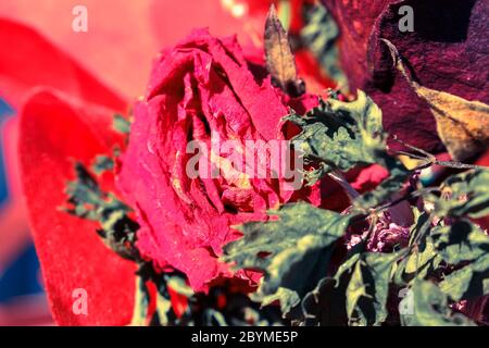 Blumenstrauß getrocknete Rosen Stillleben mit Morgensonne Stockfoto