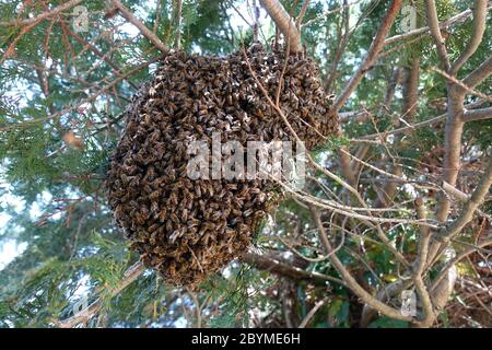 30.04.2019, Berlin, Deutschland - EIN Bienenschwarm hängt wie ein Traubenstrauß in einer Hecke. 00S190430D274CAROEX.JPG [MODELLFREIGABE: NICHT ZUTREFFEND, EIGENT Stockfoto