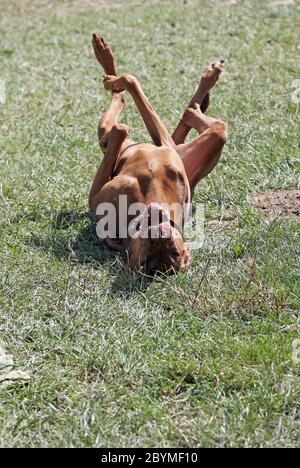 23.08.2019, Ingelheim, Rheinland-Pfalz - Magyar Vizsla rollt auf einer Wiese. 00S190823D313CAROEX.JPG [MODELLFREIGABE: NICHT ZUTREFFEND, S. Stockfoto