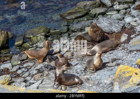 Südliche Seelöwe; Otaria flavescens; Strand auf Seelöweninsel; Falklands Stockfoto