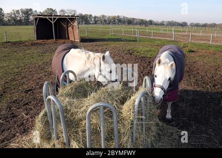 01.11.2019, München, Brandenburg - Pferde essen im Winter von einem runden Ballenhay Rack. 00S191101D637CAROEX.JPG [MODELLFREIGABE: NICHT APPLIG Stockfoto