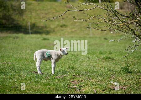 Junge neugeborene Schafe auf einer Wiese im Frühjahr Stockfoto