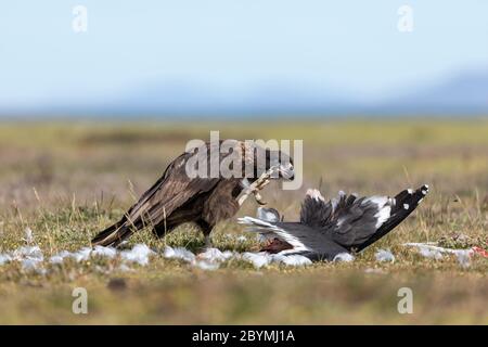 Gestreift Caracara; Phalcoboenus australis; Essen einer Kelp Möwe; Falklands Stockfoto