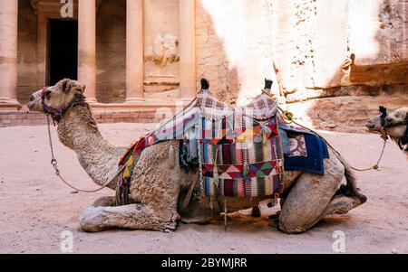 Beduinen Kamel ruht in der Nähe der Schatzkammer Al Khazneh in den Felsen bei Petra, Jordanien geschnitzt. Petra ist eines der Neuen Sieben Weltwunder Stockfoto