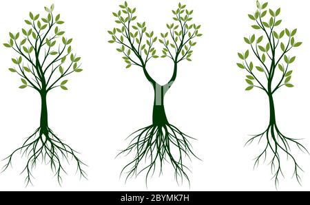 Grüner Frühlingsbaum. Wurzeln und Blätter. Vektorgrafik mit Gliederungsstruktur. Stock Vektor