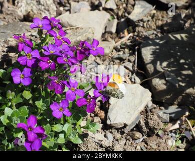 Männliche orange Spitze Schmetterling Fütterung auf lila Aubretia Blumen Stockfoto