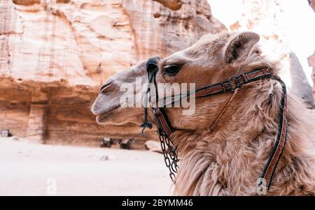 Beduinen Kamel ruht in der Nähe der Schatzkammer Al Khazneh in den Felsen bei Petra, Jordanien geschnitzt. Petra ist eines der Neuen Sieben Weltwunder Stockfoto