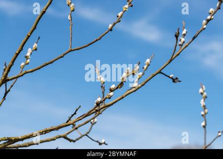 Nahaufnahme von Palmkätzchen auf Sal Weidenzweigen mit blauem Himmel als Hintergrund, Deutschland Stockfoto