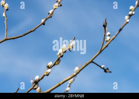 Nahaufnahme von Palmkätzchen auf Sal Weidenzweigen mit blauem Himmel als Hintergrund, Deutschland Stockfoto