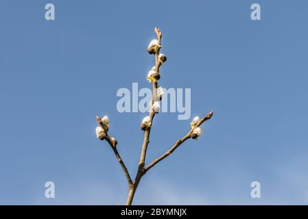 Nahaufnahme von Palmkätzchen auf Sal Weidenzweigen mit blauem Himmel als Hintergrund, Deutschland Stockfoto