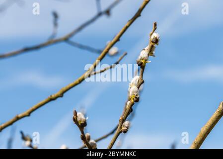 Nahaufnahme von Palmkätzchen auf Sal Weidenzweigen mit blauem Himmel als Hintergrund, Deutschland Stockfoto