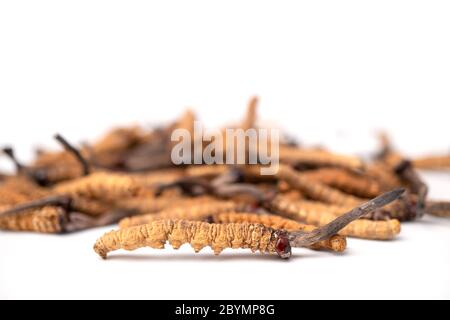 Ophiocordyceps sinensis oder Pilz-Cordycep ist dies ein Kräuter auf isoliertem Hintergrund. Medizinische Eigenschaften bei der Behandlung von Krankheiten. Nationales Organ Stockfoto