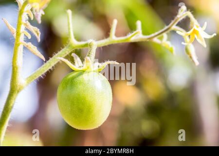 Nahaufnahme von frischen, unreifen Kirschtomaten im Garten Stockfoto