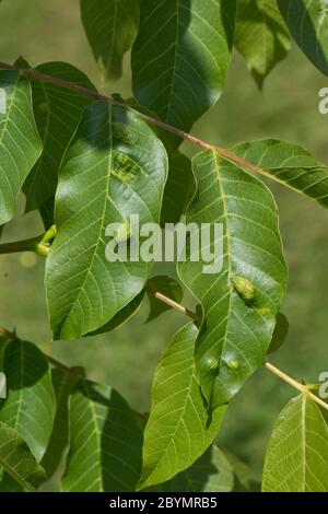 Walnussblatt-Gallenmilbe (Aceria erinea) Blasen auf der Oberseite eines Walnussbaumes (Juglans regia) Blatt, Berkshire, Juni Stockfoto