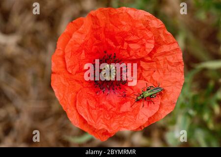 Geschwollener oder dickbeinige Blütenkäfer (Oedemera nobilis) ausgewachsener männlicher Käfer auf roter Blüte eines langköpfigen Moppes (Papaver dubium) Stockfoto