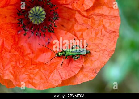 Geschwollener oder dickbeinige Blütenkäfer (Oedemera nobilis) ausgewachsener männlicher Käfer auf roter Blüte eines langköpfigen Moppes (Papaver dubium) Stockfoto