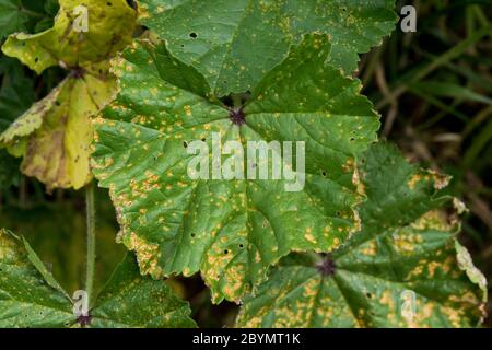 Malvenrost (Puccinia malvacearum) nekrotische Läsionen an der Oberfläche eines gemeinen Malvenblattes (Malva neglecta), Berkshire, Juni Stockfoto