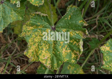 Malvenrost (Puccinia malvacearum) nekrotische Läsionen an der Oberfläche eines gemeinen Malvenblattes (Malva neglecta), Berkshire, Juni Stockfoto