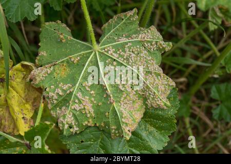 Malvenrost (Puccinia malvacearum) Krankheit Pusteln auf der unteren Oberfläche eines gemeinsamen Malvenblatt (Malva neglecta), Berkshire, Juni Stockfoto