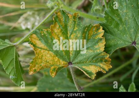 Malvenrost (Puccinia malvacearum) nekrotische Läsionen an der Oberfläche eines gemeinen Malvenblattes (Malva neglecta), Berkshire, Juni Stockfoto