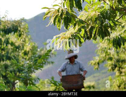 Tangshan, Chinas Provinz Hebei. Juni 2020. Ein Imker transportiert einen Bienenstock in einem Kastanienwald in der Gemeinde Dawuli in der Stadt Qian'an, Nordchinesische Provinz Hebei, 10. Juni 2020. Kredit: Mu Yu/Xinhua/Alamy Live News Stockfoto