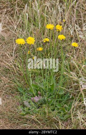 Pflanze mit Katzenschnupfen (Hypochaeris radicata), die in trockenem Grasland, Berkshire, Juni blüht Stockfoto