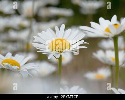 Ochsengaisies (Chrysanthemum vulgare) eine einzelne Blume in einer Gruppe von Gänseblümchen mit weißem Strahl und gelben Scheibenblüten, Berkshire, Juni Stockfoto