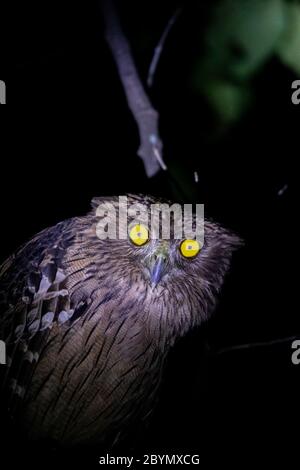 Dusky Eagle Owl close up, Bubo coromandus, Panna Tiger Reserve, Madhya Pradesh, Indien Stockfoto