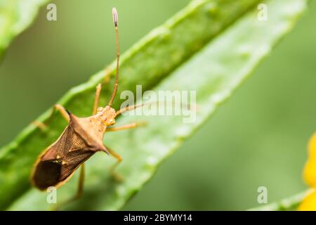 Extra weicher Fokus Indian Milkweed Bug, Oncopeltus confusus Makro auf grünem Blatt Stockfoto