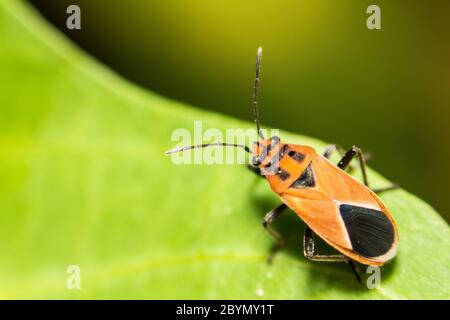 Extra weicher Fokus Indian Milkweed Bug, Oncopeltus confusus Makro auf grünem Blatt Stockfoto