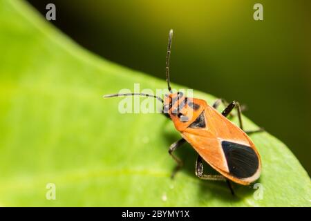 Extra weicher Fokus Indian Milkweed Bug, Oncopeltus confusus Makro auf grünem Blatt Stockfoto