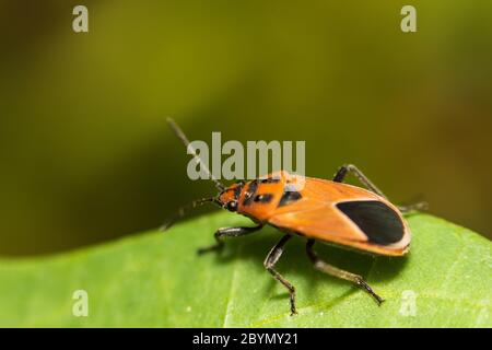 Extra weicher Fokus Indian Milkweed Bug, Oncopeltus confusus Makro auf grünem Blatt Stockfoto