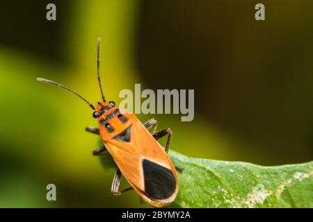 Extra weicher Fokus Indian Milkweed Bug, Oncopeltus confusus Makro auf grünem Blatt Stockfoto