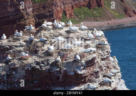 Nordkannenbarsche (Morus bassanus), Helgoland, Nordsee, Schleswig-Holstein, Deutschland, Europa Stockfoto