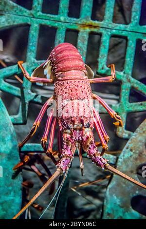 lebend Hummer in einem aquarium Stockfoto