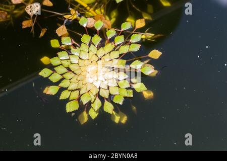 Nahaufnahme Wasserkastanie oder trapa bispinosa roxb in Sumpf, schwimmende Pflanze Stockfoto